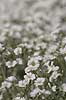 H�nsetarm. Gr�bladet h�nsetarm, Silver Carpet Cerastium tomentosum KVLs have   planter Nellike-familien, Caryophyllaceae, Nellike-ordenen, Caryophyllales, blomster