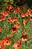 G�rdevalmue. Almindelig G�rde-Valmue Papaver dubium KVLs have   planter Valmue-familien, Papaveraceae, Valmue-ordenen, Papaverales, blomster
