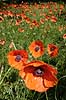 G�rdevalmue. Almindelig G�rde-Valmue Papaver dubium KVLs have   planter Valmue-familien, Papaveraceae, Valmue-ordenen, Papaverales, blomster