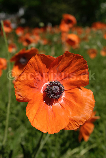 G�rdevalmue. Almindelig G�rde-Valmue; Papaver dubium; KVLs have; ; ; planter; Valmue-familien, Papaveraceae, Valmue-ordenen, Papaverales, blomster