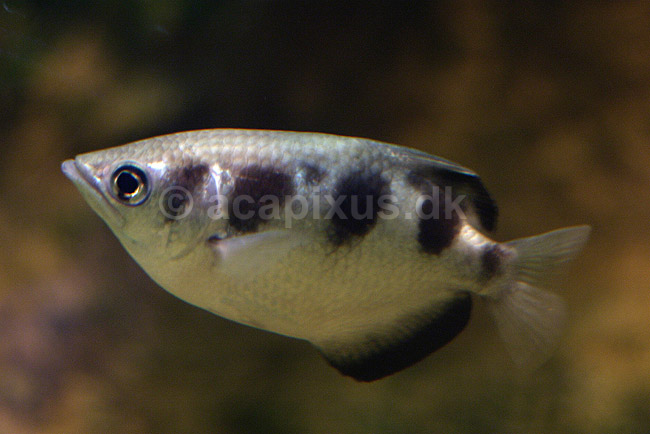 Skyttefisk. Skyttefisk i K�benhavns Zoologiske Have; Toxotes jaculatrix, Toxotes jaculator; ZOO; ; ; fisk; Toxotidae, akvariefisk