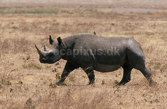 N�sehorn. Sort n�sehorn i Ngorongoro krateret; Diceros bicornis, Rhinocerotidae; Ngorongoro NP; Tanzania; Afrika; pattedyr; N�sehorn, Rhinocerotidae, Uparrett�ede hovdyr, Perissodactyla