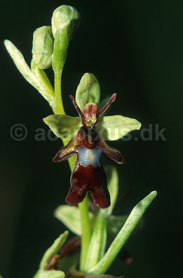 Flueblomst. Flueblomst p� �land imiterer insekt for at lokke best�vende insekter til blomsten; Ophrys insectifera; �land; Sverige; ; planter; Orkid�-ordenen, Orchidales, Orkid�-familien, Orchidaceae, orkideer, g�geurter, g�geurtfamilien, blomster