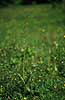  Listeria ovata �land Sweden  plants 