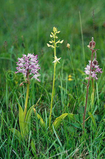 Ridderg�geurt og Bakkeg�gelilje.. To Ridder-g�geurter (purpur farvede) og en Bakke-g�gelilje (lys)  p� �land.; Orchis militaris, Platanthera bifolia; �land; Sverige; ; planter; Orkid�-ordenen, Orchidales, Orkid�-familien, Orchidaceae, orkideer, g�geurter, g�geurtfamilien, blomster