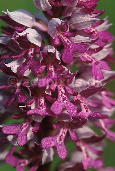 Ridderg�geurt. Ridder-g�geurt p� �land.; Orchis militaris; �land; Sverige; ; planter; Orkid�-ordenen, Orchidales, Orkid�-familien, Orchidaceae, orkideer, g�geurter, g�geurtfamilien, blomster