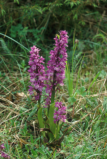 K�dfarvetg�geurt. K�dfarvet-g�geurt p� �land; Dactylorhiza incarnata; �land; Sverige; ; planter; Orkid�-ordenen, Orchidales, Orkid�-familien, Orchidaceae, orkideer, g�geurter, g�geurtfamilien, blomster
