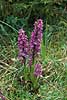  Dactylorhiza incarnata �land Sweden  plants 