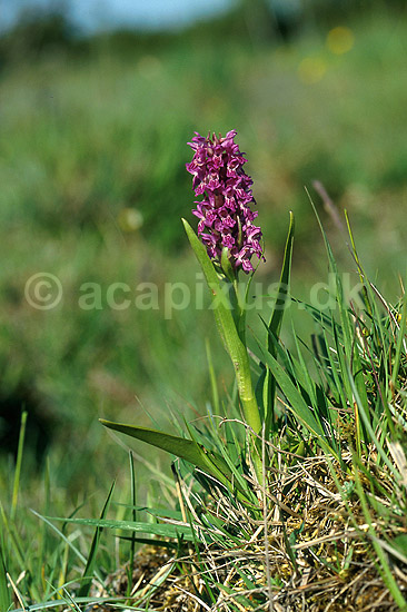 K�dfarvetg�geurt. K�dfarvet-g�geurt p� �land; Dactylorhiza incarnata; �land; Sverige; ; planter; Orkid�-ordenen, Orchidales, Orkid�-familien, Orchidaceae, orkideer, g�geurter, g�geurtfamilien, blomster