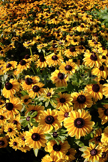 Solhat. Solhat - Toto lemon; Rudbeckia hirta; KVL's have; ; ; planter; R�rhannede, Asteranae, Kurveblomst-familien, Asteraceae, Compositae, blomster, haveblomster