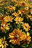 Solhat. Solhat - Prairie Sun Rudbeckia hirta KVL's have   planter R�rhannede, Asteranae, Kurveblomst-familien, Asteraceae, Compositae, blomster, haveblomster