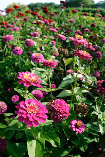 Fr�kenhat. Fr�kenhat - Lilliput Gem Purple; Zinnia elegans; KVL's have; ; ; planter; R�rhannede, Asteranae, Kurveblomst-familien, Asteraceae, Compositae, blomster, haveblomster