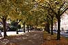Dalgas Boulevard. Alle af lindetr�er p� Dalgas Boulevard p� Frederiksberg Tilia  Dalgas Boulevard / Frederiksberg Danmark  planter Linde-familien, Tiliaceae, Katost-ordenen, Malvales, parker, alleer