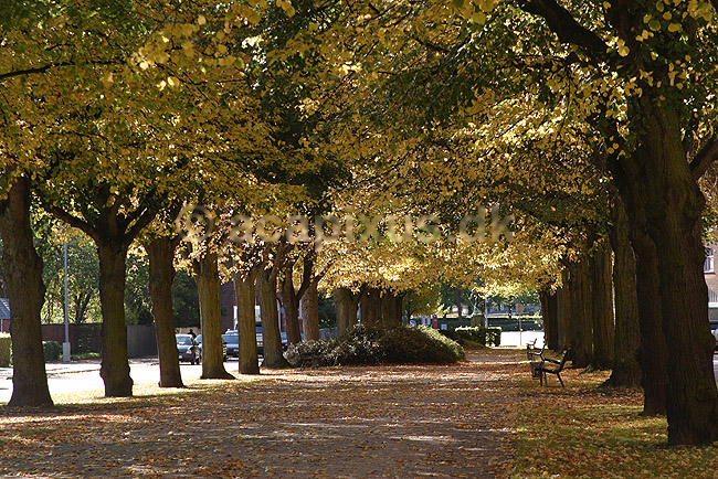 Dalgas Boulevard. Alle af lindetr�er p� Dalgas Boulevard p� Frederiksberg; Tilia ; Dalgas Boulevard / Frederiksberg; Danmark; ; planter; Linde-familien, Tiliaceae, Katost-ordenen, Malvales, parker, alleer