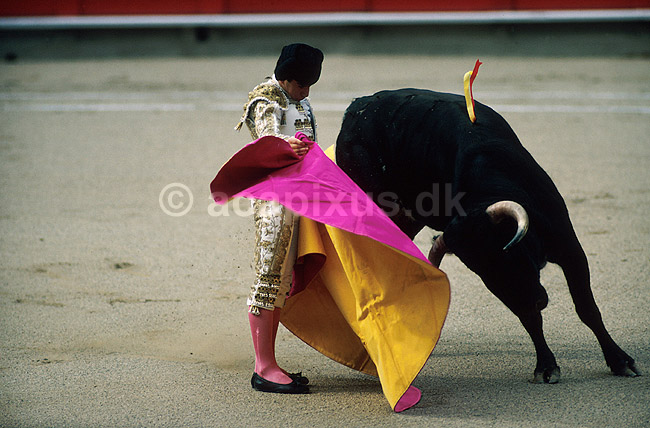 Tyref�gtning. Matadoren udf�rer en ver�nica capotazo med capa-en; ; Plaza de Toros Monumental / Barcelona; Spanien; Europa; ; 