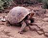 Elefantskildpadde. Elefant skildpadde = Galapagos skildpadde Testudo elephantopus, Testudinidae Santa Cruz / Galapagos Equador, Ecuador Syd Amerika krybdyr Skildpadder, Testudines, Reptilia, truede dyrearter
