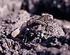 Havleguan. Havleguan varmer kroppen i solen p� lavasten Amblyrhynchus cristatus, Iguanidae North Seymour / Galapagos Equador, Ecuador Syd Amerika krybdyr Leguaner, �gler, Sauria, Reptilia