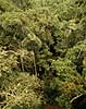Regnskov. Udsigt over tr�kronerne i regnskov i Yasuni National Park i Amazonas  Yasuni NP / Amazonas Equador, Ecuador Syd Amerika  landskaber, jungle, tropisk regnskov, blade, gr�n, klima, fotosyntese