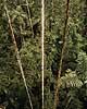 Regnskov. Lianer h�nger ned gennem tr�kronerne i regnskov i Yasuni National Park i Amazonas  Yasuni NP / Amazonas Equador, Ecuador Syd Amerika  landskaber, jungle, tropisk regnskov, blade, gr�n, klima, fotosyntese