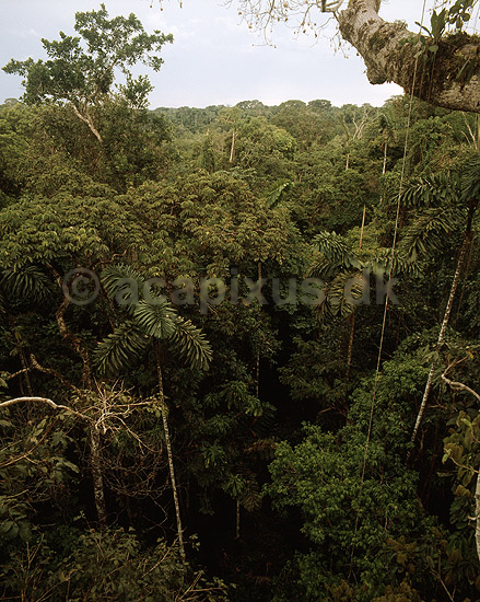 Regnskov. Udsigt over tr�kronerne i regnskov i Yasuni National Park i Amazonas; ; Yasuni NP / Amazonas; Equador, Ecuador; Syd Amerika; ; landskaber, jungle, tropisk regnskov, blade, gr�n, klima, fotosyntese