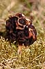  Gyromitra esculenta H�kens�s Sweden  fungi 