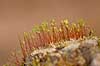  Ceratodon purpureus H�kens�s Sweden  plants 