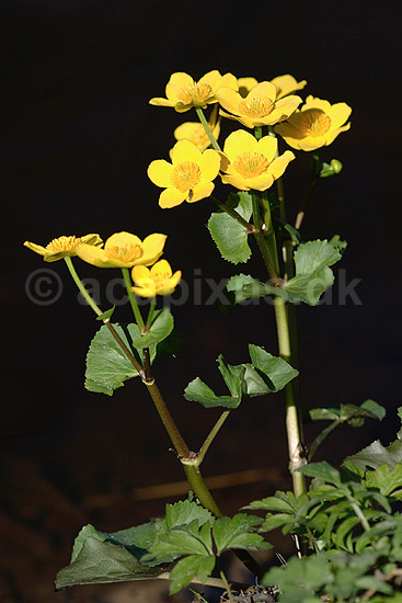 Kabbeleje. Engkabbeleje; Caltha palustris; H�kens�s; Sverige; ; planter; Ranunkel-familien, Ranunculaceae, Ranunkel-ordenen, Ranunculales, blomster