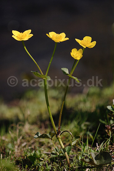 Kabbeleje. Engkabbeleje; Caltha palustris; H�kens�s; Sverige; ; planter; Ranunkel-familien, Ranunculaceae, Ranunkel-ordenen, Ranunculales, blomster