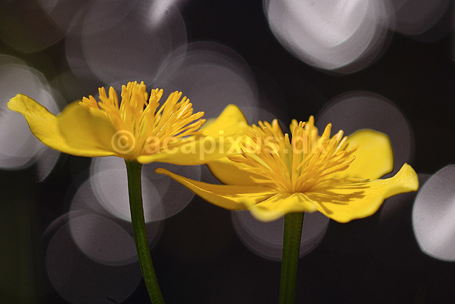 Kabbeleje. Engkabbeleje; Caltha palustris; H�kens�s; Sverige; ; planter; Ranunkel-familien, Ranunculaceae, Ranunkel-ordenen, Ranunculales, blomster