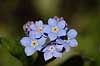  Myosotis spec. H�kens�s Sweden  plants 