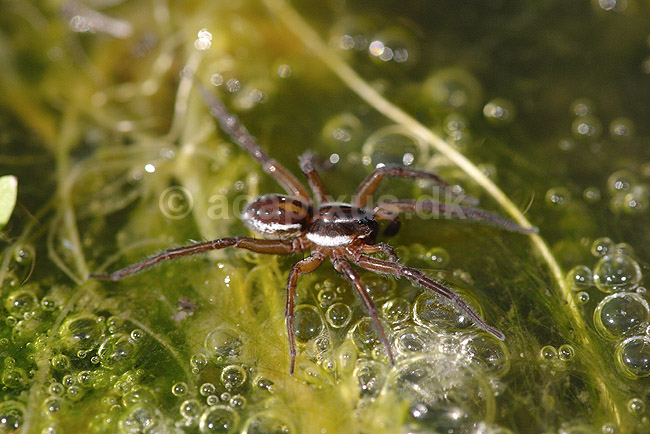 Dolomedes. Dolomedes edderkop; Dolomedes fimbriatus; H�kens�s; Sverige; ; spindlere; Rovedderkopper, Pisauridae, edderkopper, Arachnida