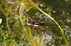 Dolomedes fimbriatus H�kens�s Sweden  spiders 