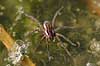  Dolomedes fimbriatus H�kens�s Sweden  spiders 