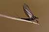  Ephemeroptera H�kens�s Sweden  insects 