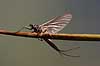  Ephemeroptera H�kens�s Sweden  insects 