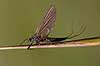  Ephemeroptera H�kens�s Sweden  insects 