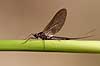  Ephemeroptera H�kens�s Sweden  insects 