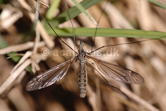 Stankelben; Tipuloidea; H�kens�s; Sverige; ; insekter; Tovinger, Diptera