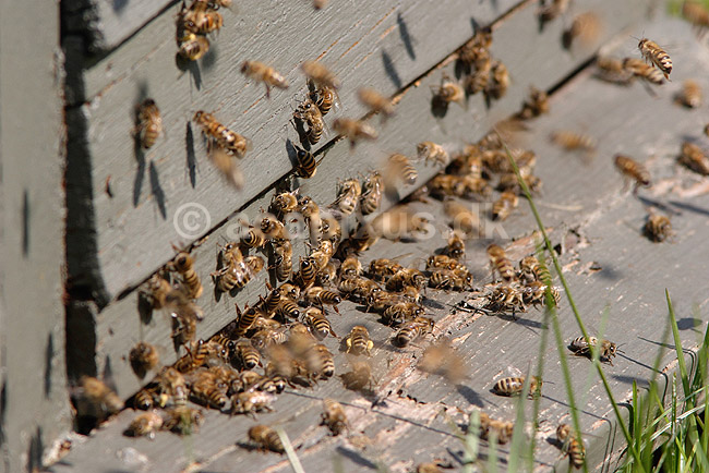 Honningbi. Honningbier flyver til og fra bistade; Apis mellifera; Utterslev Mose / Sj�lland; ; ; insekter; �revingede, Hymenoptera, bier, Apidae, honning