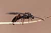  Formica rufa H�kens�s Sweden  insects 