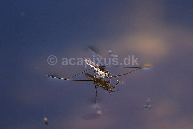 Sk�jtel�ber. Sk�jtel�ber fort�rrer bytte; Aquarius naja; H�kens�s; Sverige; ; insekter; T�ger, Heteroptera