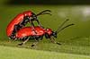  Lilioceris lilii, Chrysomelidae �lstykke / Sj�lland Denmark  insects 