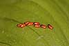  Lilioceris lilii, Chrysomelidae �lstykke / Sj�lland Denmark  insects 