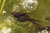   H�kens�s Sweden  amphibians 