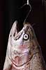  Salmo gairdneri H�kens�s Sweden  fish 