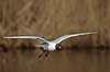 H�ttem�ge. H�ttem�ge flyver over Utterslev Mose Larus ridibundus, Laridae Utterslev Mose / Sj�lland   fugle M�gefugle, Laridae