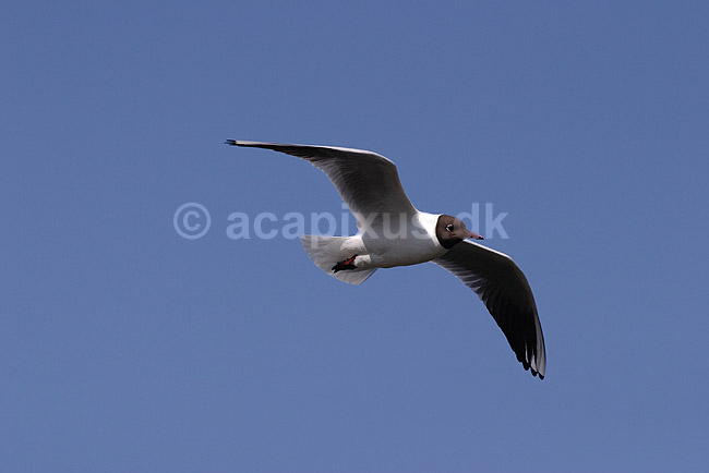 H�ttem�ge. H�ttem�ge flyver over Utterslev Mose; Larus ridibundus, Laridae; Utterslev Mose / Sj�lland; ; ; fugle; M�gefugle, Laridae