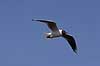 H�ttem�ge. H�ttem�ge flyver over Utterslev Mose Larus ridibundus, Laridae Utterslev Mose / Sj�lland   fugle M�gefugle, Laridae