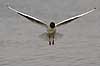 H�ttem�ge. H�ttem�ge flyver over Utterslev Mose Larus ridibundus, Laridae Utterslev Mose / Sj�lland   fugle M�gefugle, Laridae