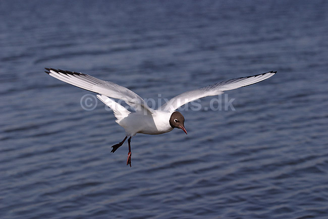 H�ttem�ge. H�ttem�ge flyver over Utterslev Mose; Larus ridibundus, Laridae; Utterslev Mose / Sj�lland; ; ; fugle; M�gefugle, Laridae